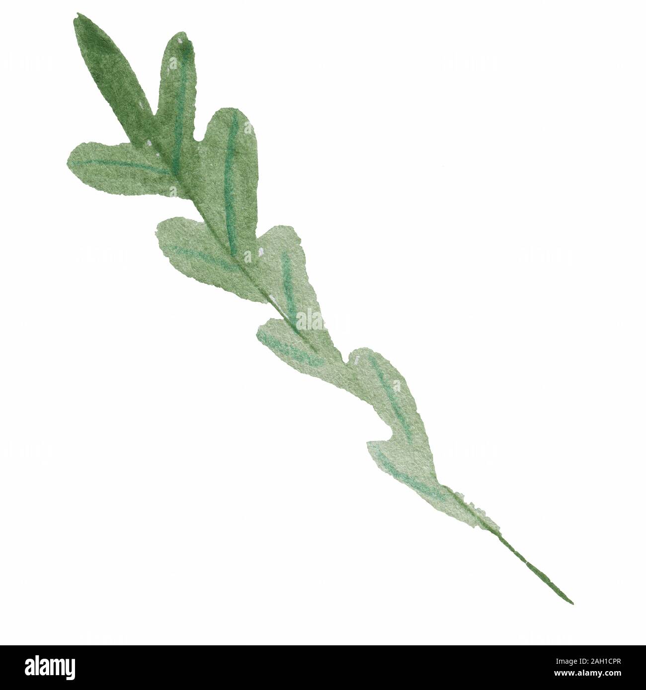 Set of arugula rucola, rocket salad fresh green leaves and outlines ...
