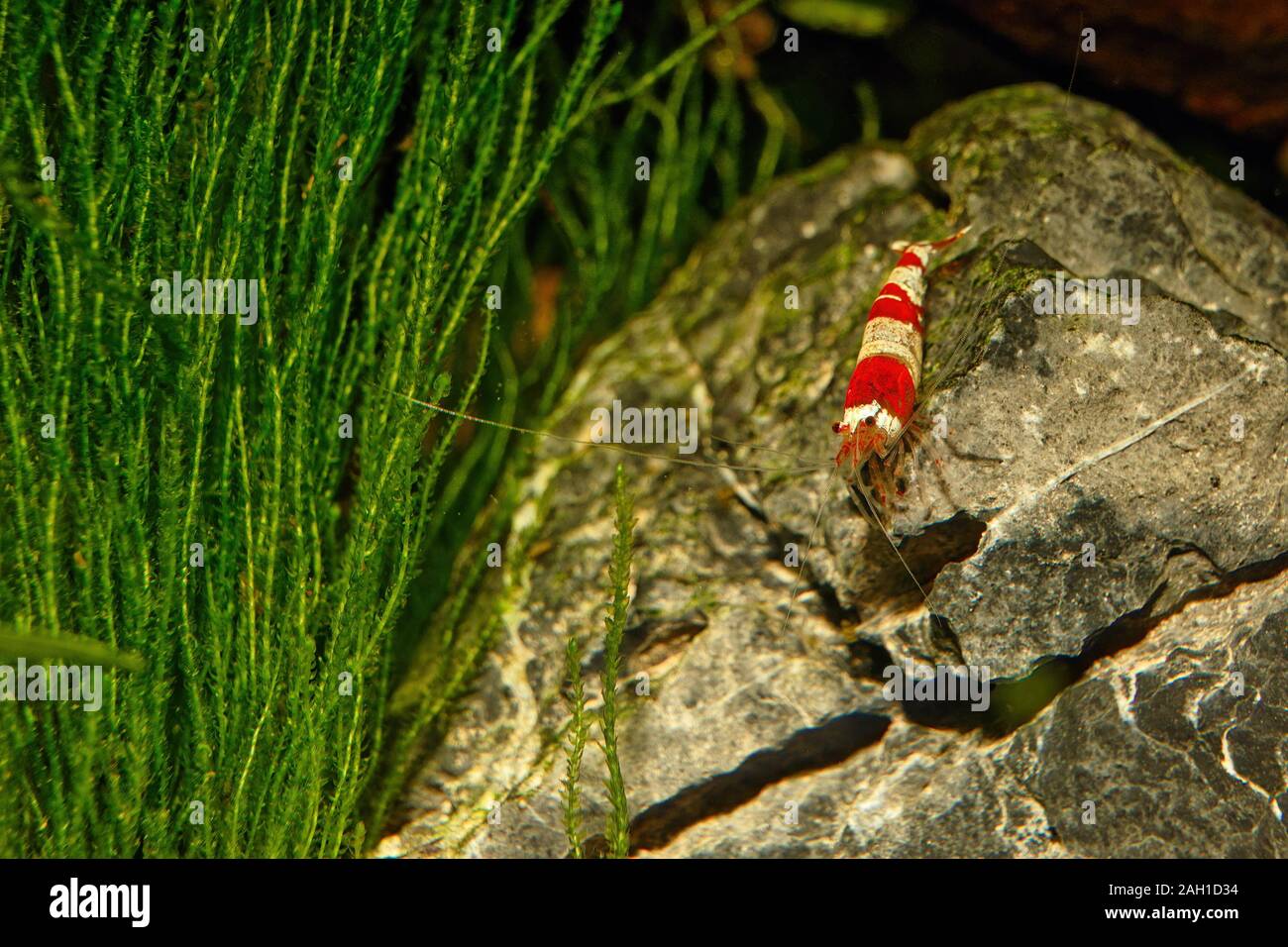 Red crystal shrimp (Caridina cantonensis) in freshwater aquarium Stock Photo