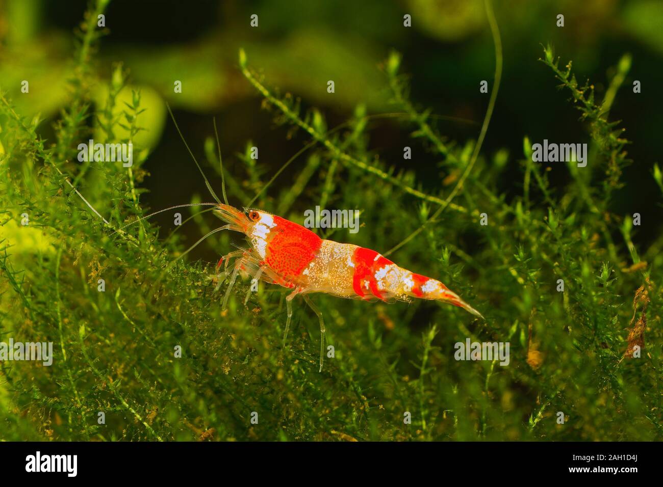 Red crystal shrimp (Caridina cantonensis) in freshwater aquarium Stock Photo