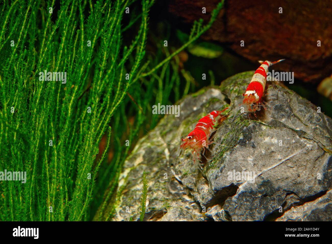 Red crystal shrimp (Caridina cantonensis) in freshwater aquarium Stock Photo