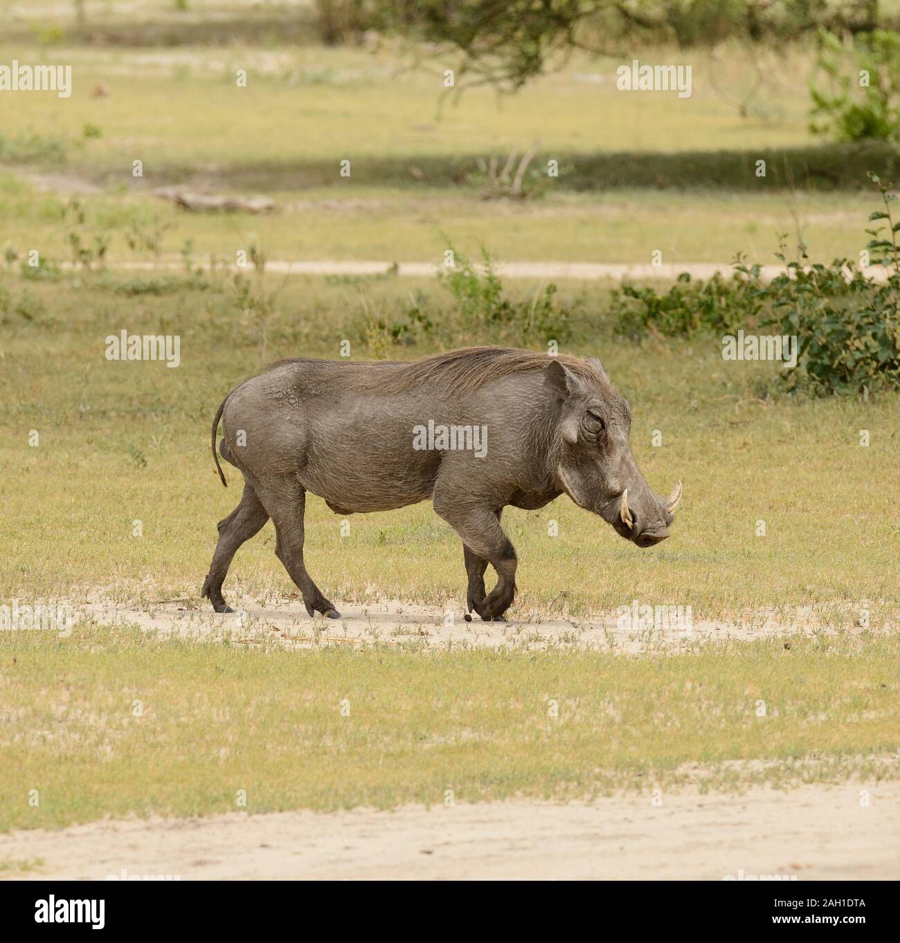 Closeup of Warthog (Phacochoerus aethiopicus) in the Tarangire National park, Tanzania Stock Photo