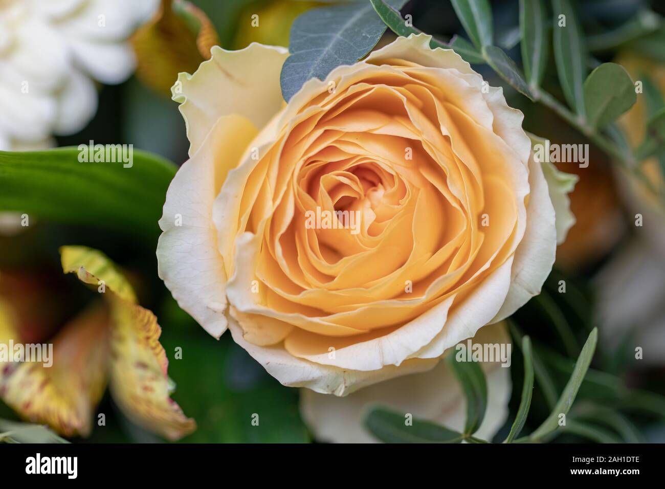 Yellow roses background. Closeup of a beautiful fresh blossom of yellow ...