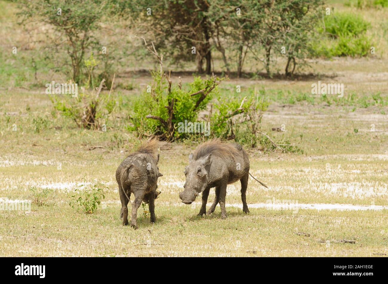 Closeup of Warthog (Phacochoerus aethiopicus, or 'Ngiri' in Swaheli) in the Tarangire National park, Tanzania Stock Photo