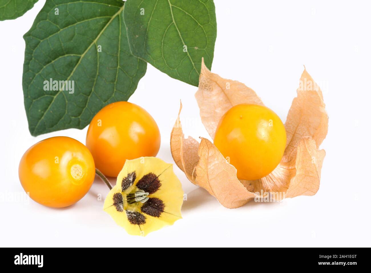 The exotic fruit physalis, isolated Stock Photo