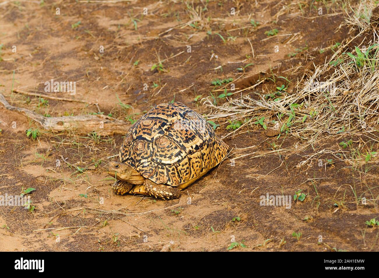 Closeup of Leopard tortoise (scientific name: Testudo pardalis, or 'Mzee kobe' in Swaheli) in the Serengeti/Tarangire, Lake Manyara, Ngorogoro Nationa Stock Photo