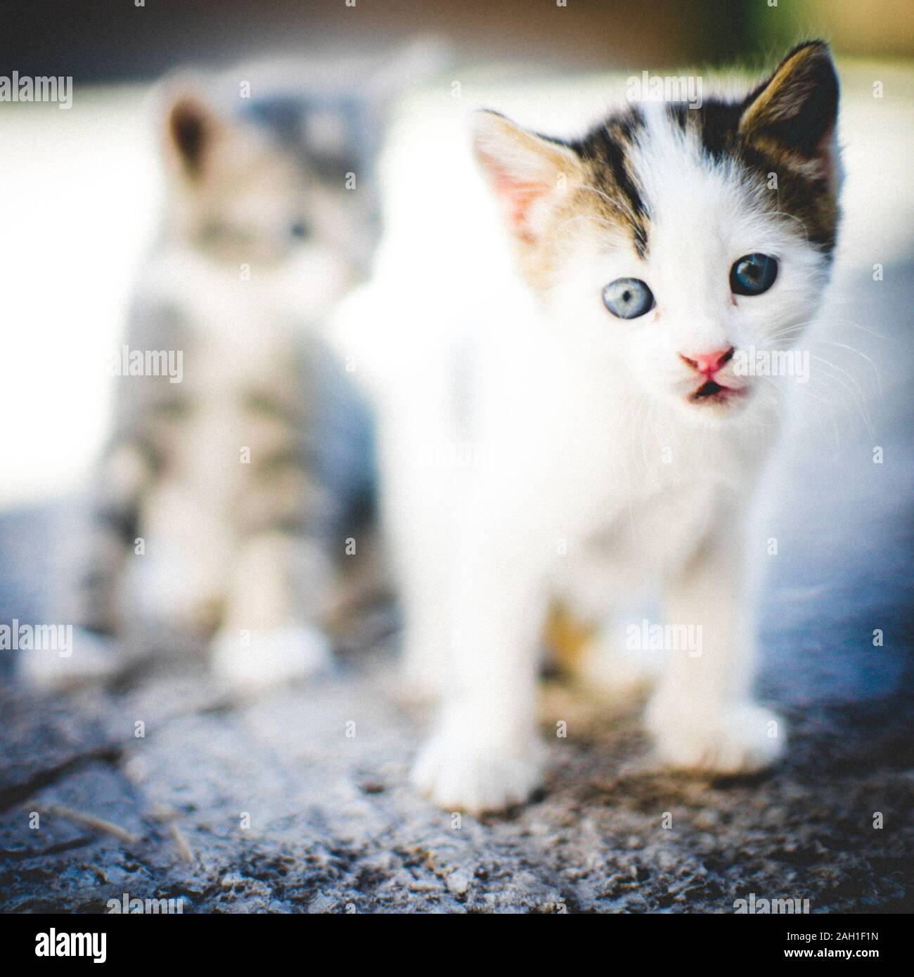 Lovely white kitten with blue eyes, two cute kittens are walk on the stone floor in the summer yard. Stock Photo
