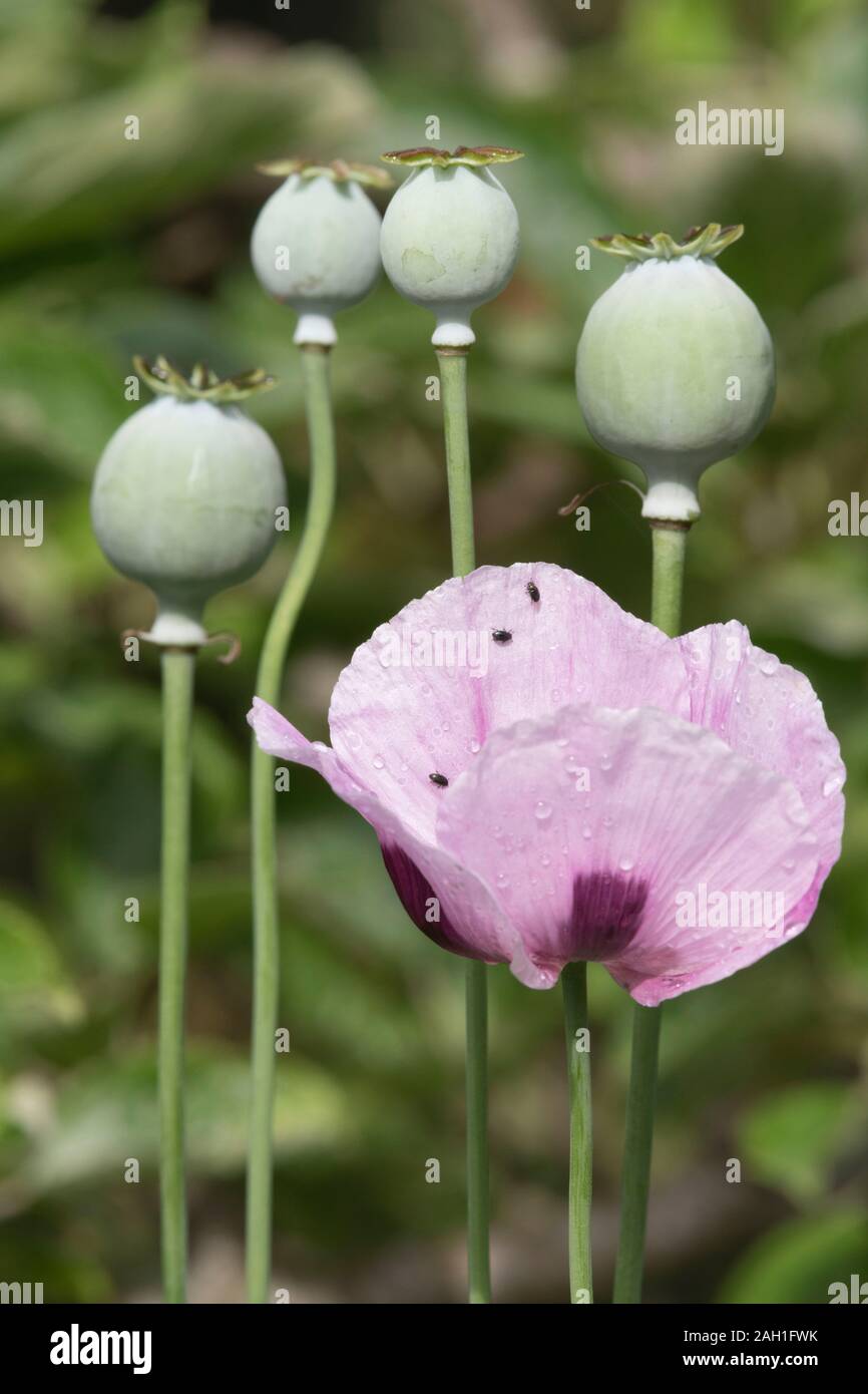 Small Black Insects Climbing on the Petals of an Opium Poppy (Papaver Somniferum) with Seed Heads in the Background Stock Photo