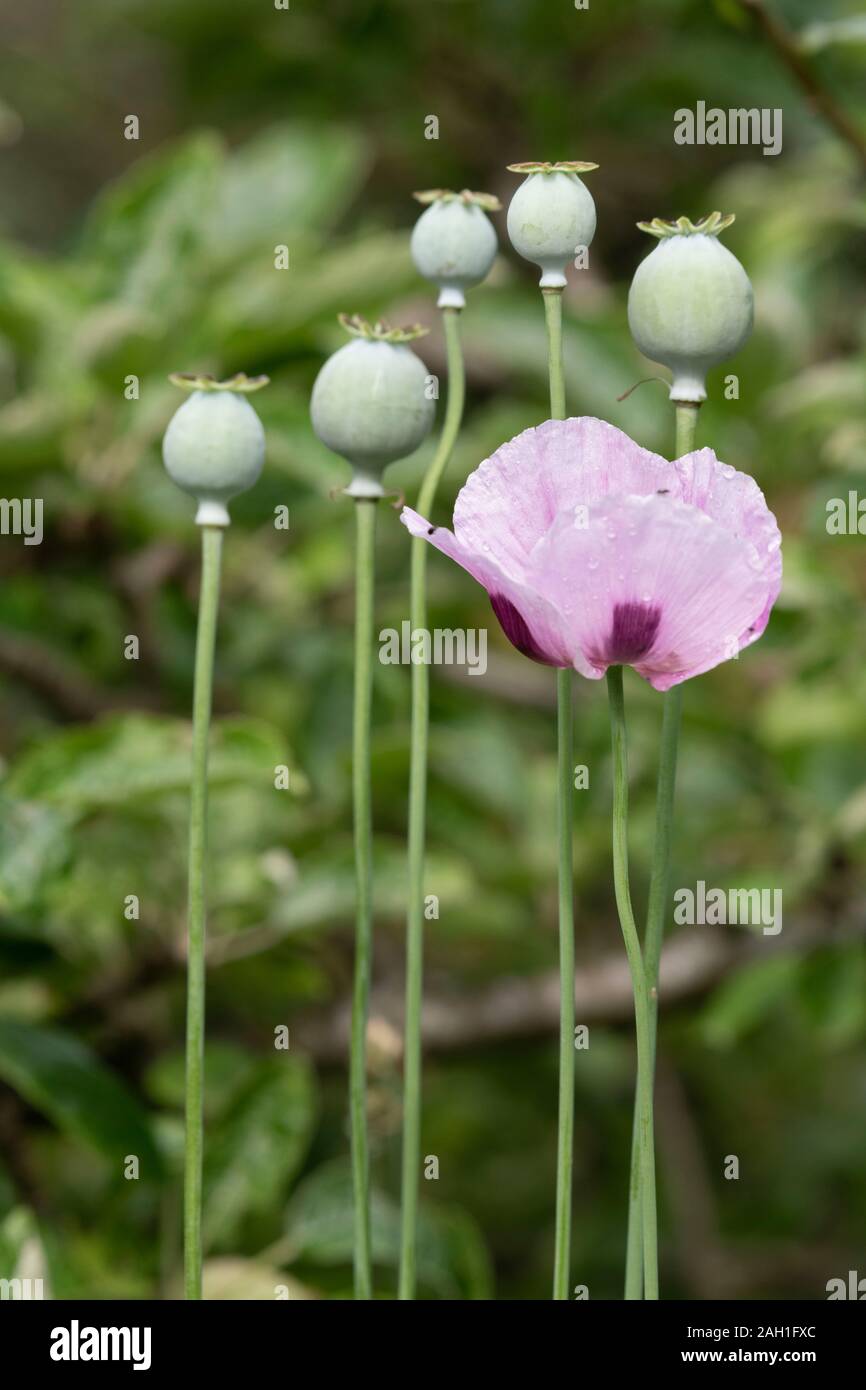 A Group of Opium Poppy Seed Heads with the Last Remaining Poppy Flower in the Foreground Stock Photo