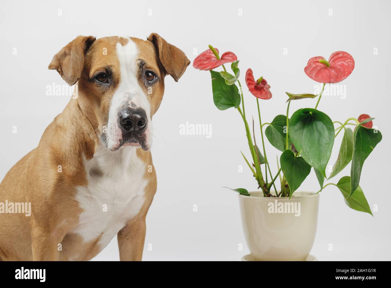 Dog sits next to a beautiful antharium flower in white background. Concept of pets and plants or allergy to domestic animals or flowers Stock Photo