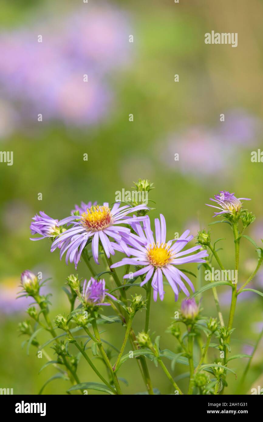 A Michaelmas Daisy Flower (Symphyotrichum Novi-Belgii) on a Sunny Day in Late Summer Stock Photo