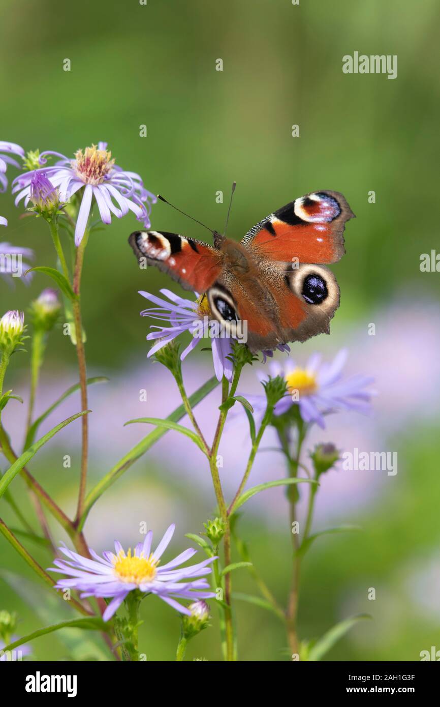 A European Peacock Butterfly (Aglais Io) Foraging on a Michaelmas Daisy (Symphyotrichum Novi-Belgii) in Late Summer Stock Photo