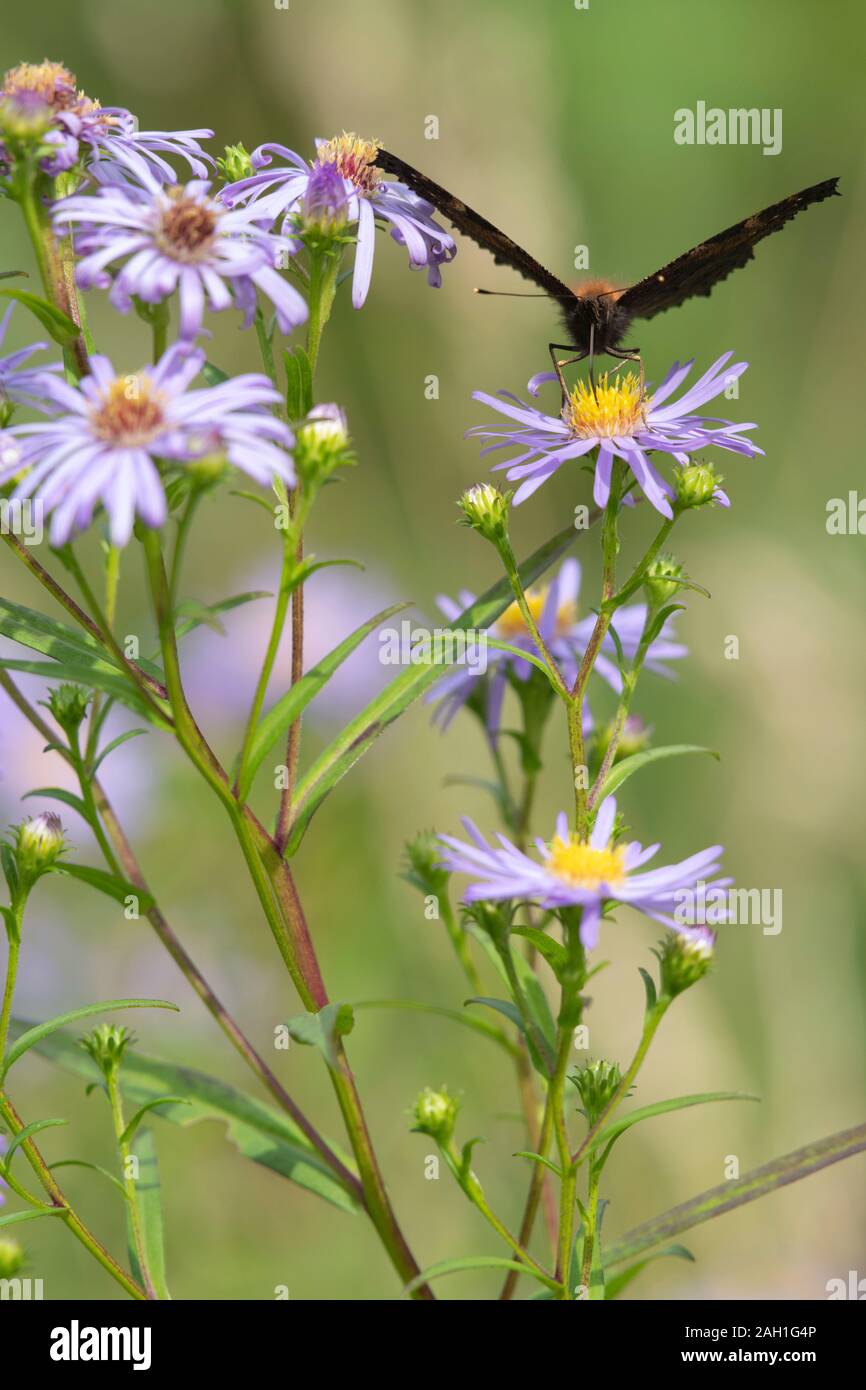 The Front View of a Peacock Butterfly (Aglais Io) Sitting Feeding on a Michaelmas Daisy (Symphyotrichum Novi-Belgii) Plant Stock Photo