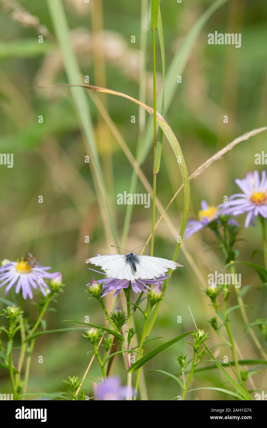 A Green-Veined White Butterfly (Pieris Napi) with Damaged Wings Feeding on a Michaelmas Daisy (Symphyotrichum Novi-Belgii) Stock Photo