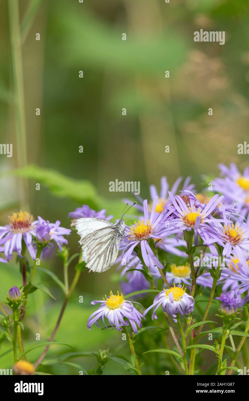 A Green-Veined White Butterfly (Pieris Napi) with Wing Damage Feeding on Nectar from a Michaelmas Daisy (Symphyotrichum Novi-Belgii) in Late Summer Stock Photo