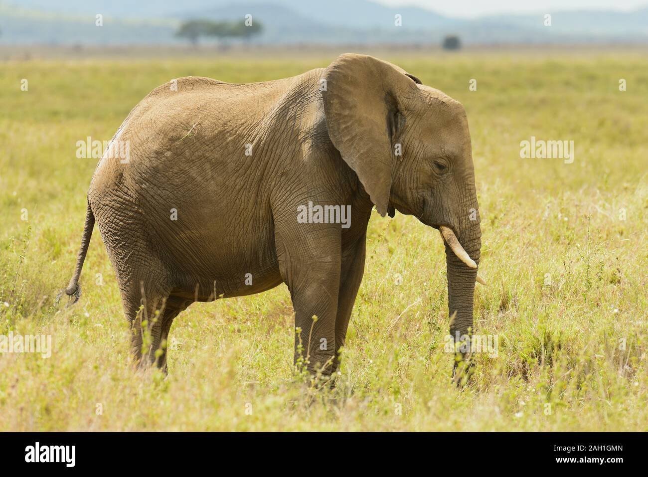 Scientific name loxodonta hi-res stock photography and images - Alamy