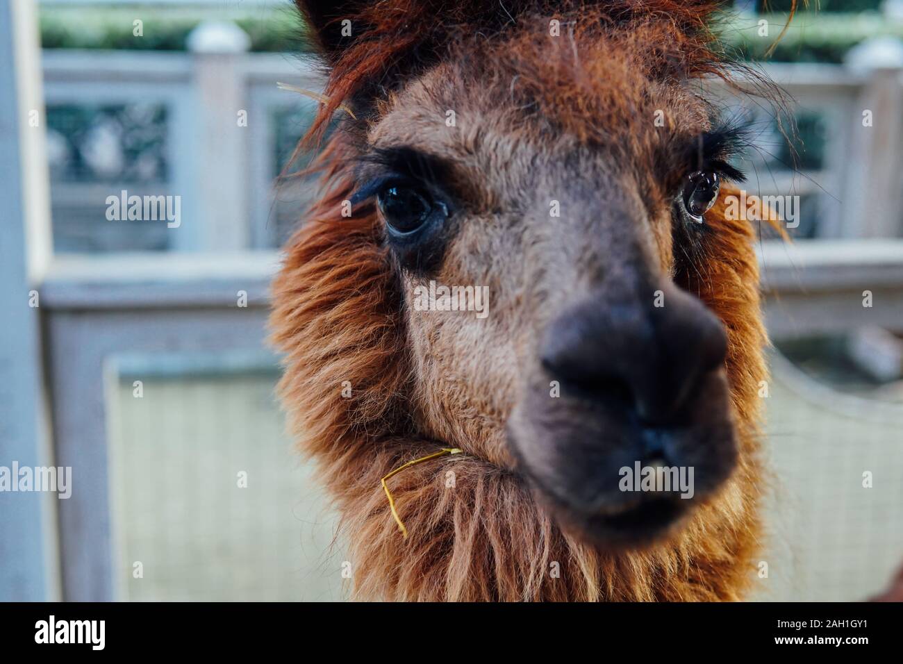 Red Llama Stock Photos Red Llama Stock Images Alamy