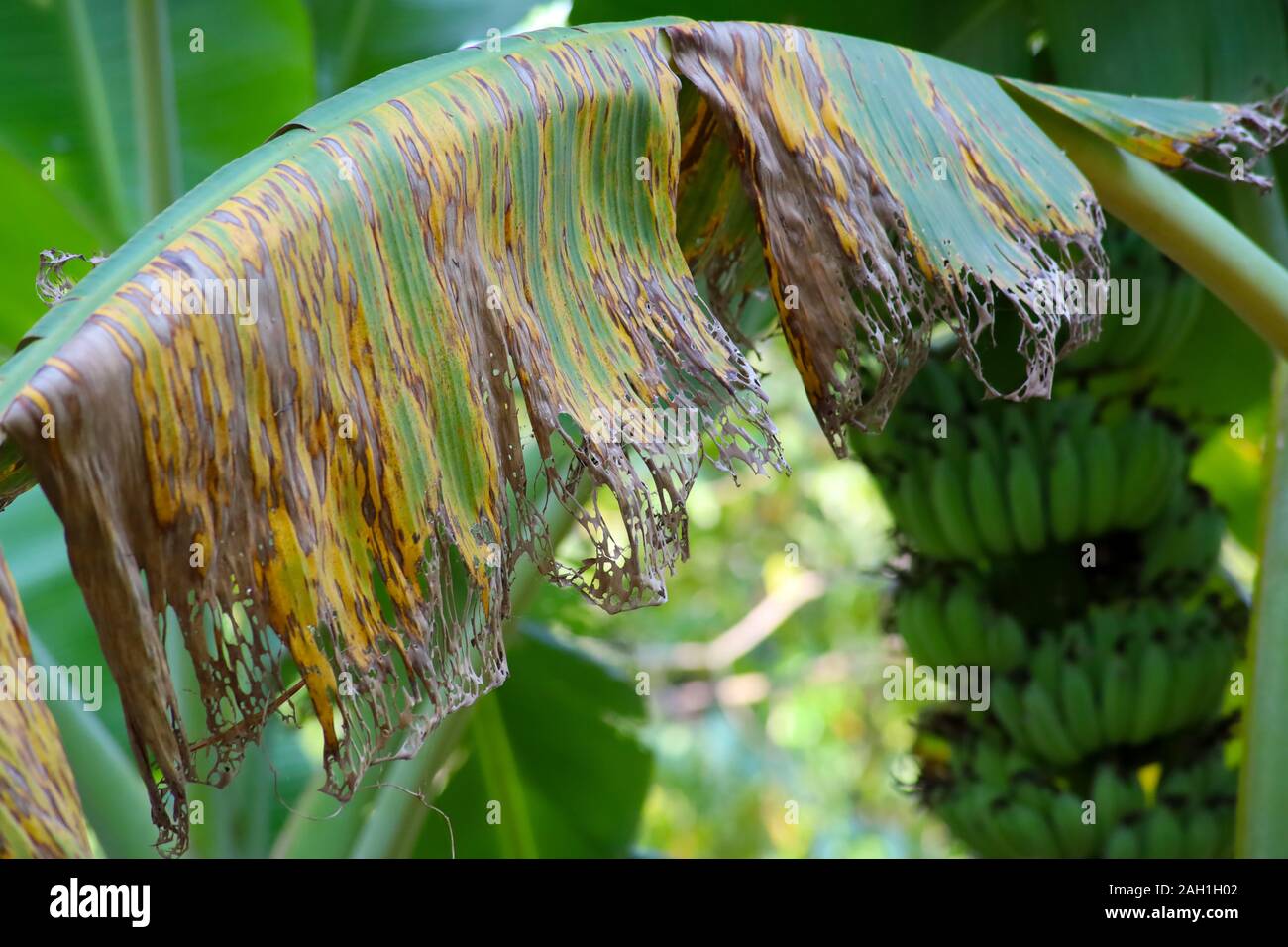 Banana tree disease, Symptoms of black sigatoka on banana foliage, Black sigatoka infected plant Stock Photo