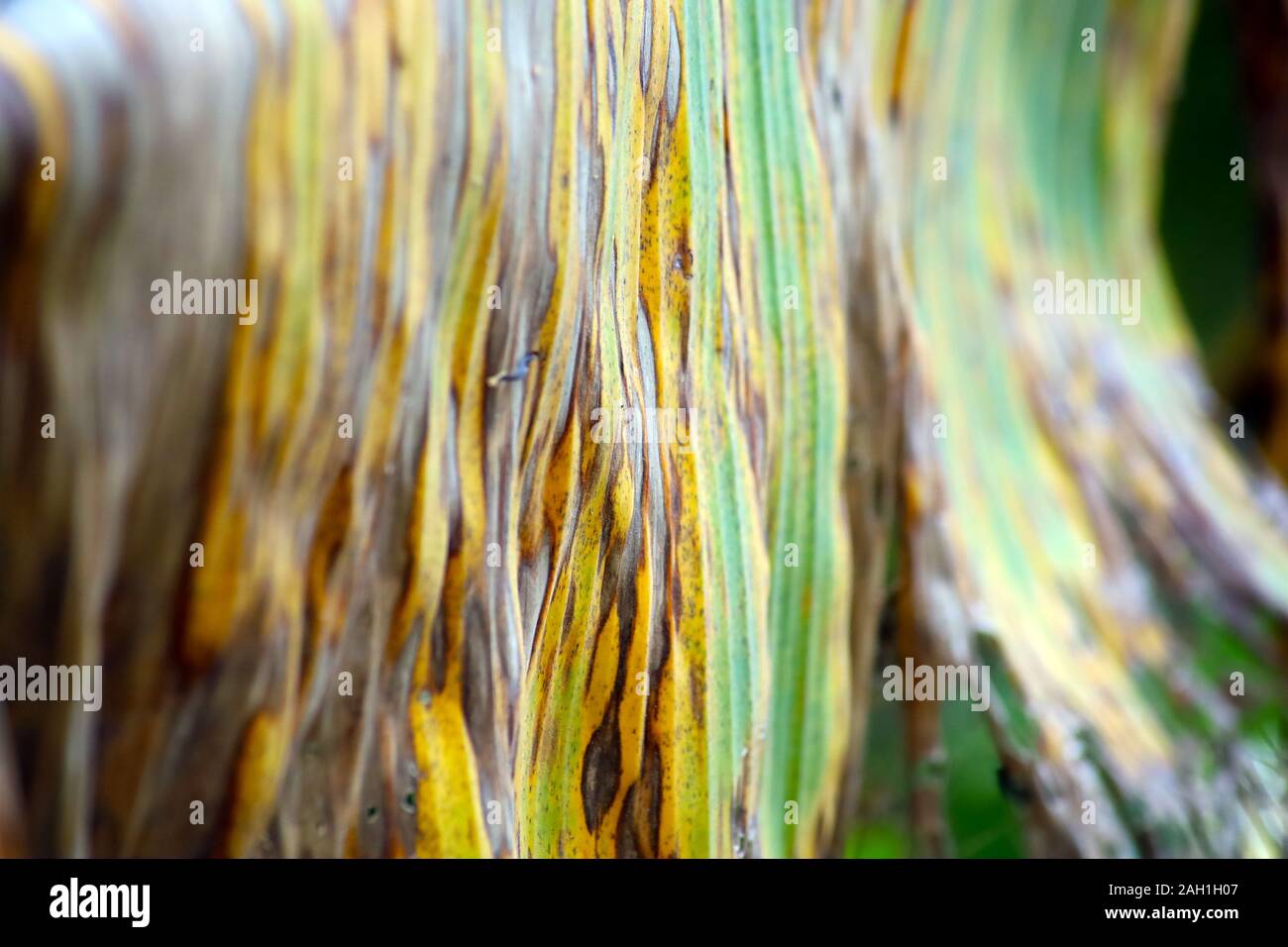 Banana tree disease, Symptoms of black sigatoka on banana foliage