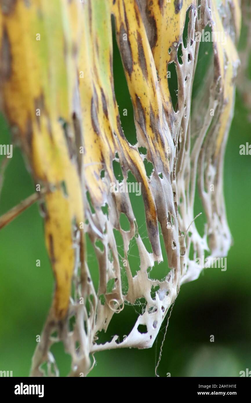 Banana tree disease, Symptoms of black sigatoka on banana foliage