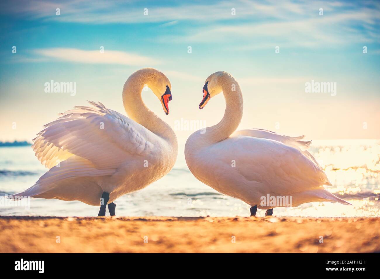 Heart shape love symbol from two white swans. Stock Photo