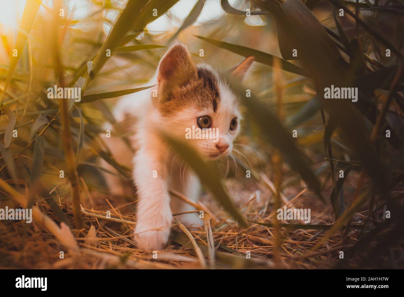 White kitten walk in the grass, sunny day in the garden Stock Photo - Alamy