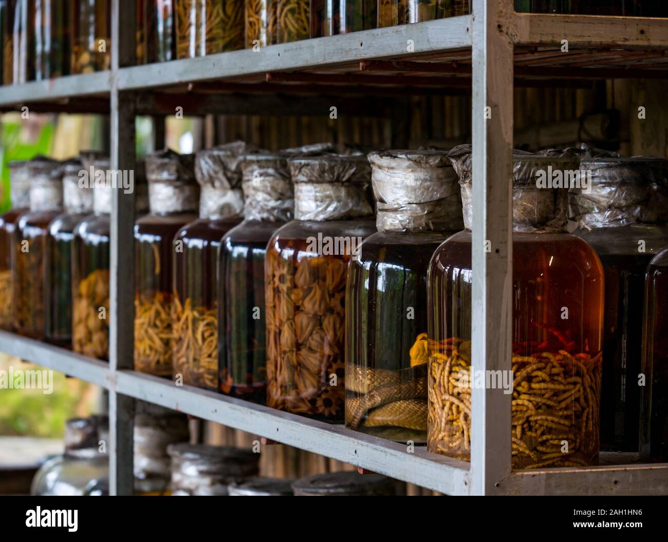 Traditional medicinal remedies with pickled preserved maggots & snake in glass jars, Thai Hai ethnic village, Thai Nguyen province, Vietnam, Asia Stock Photo