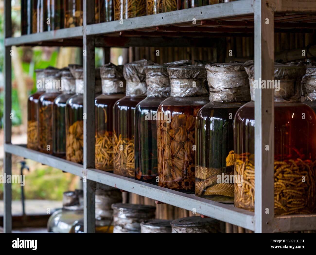 Traditional medicinal remedies with pickled preserved maggots & snake in glass jars, Thai Hai ethnic village, Thai Nguyen province, Vietnam, Asia Stock Photo
