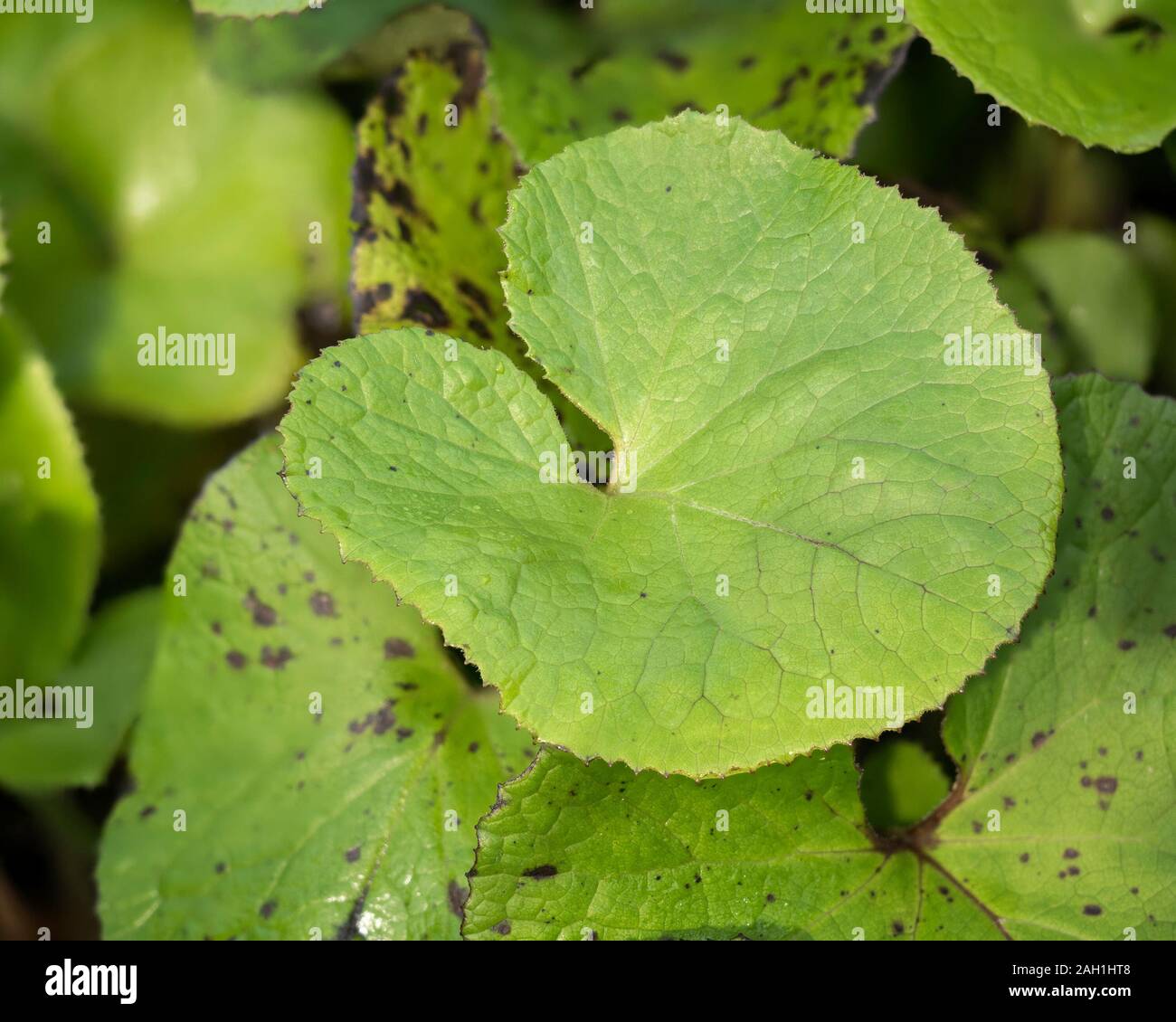 Heart or kidney shaped leaf of Winter Heliotrope (Petasites pyrenaicus). Tipperary, Ireland Stock Photo