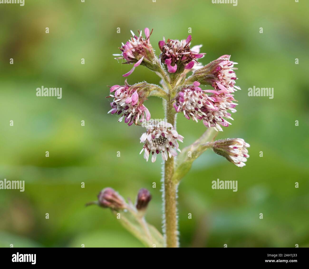 Stalk of Winter Heliotrope flowers growing in December. Tipperary, Ireland Stock Photo