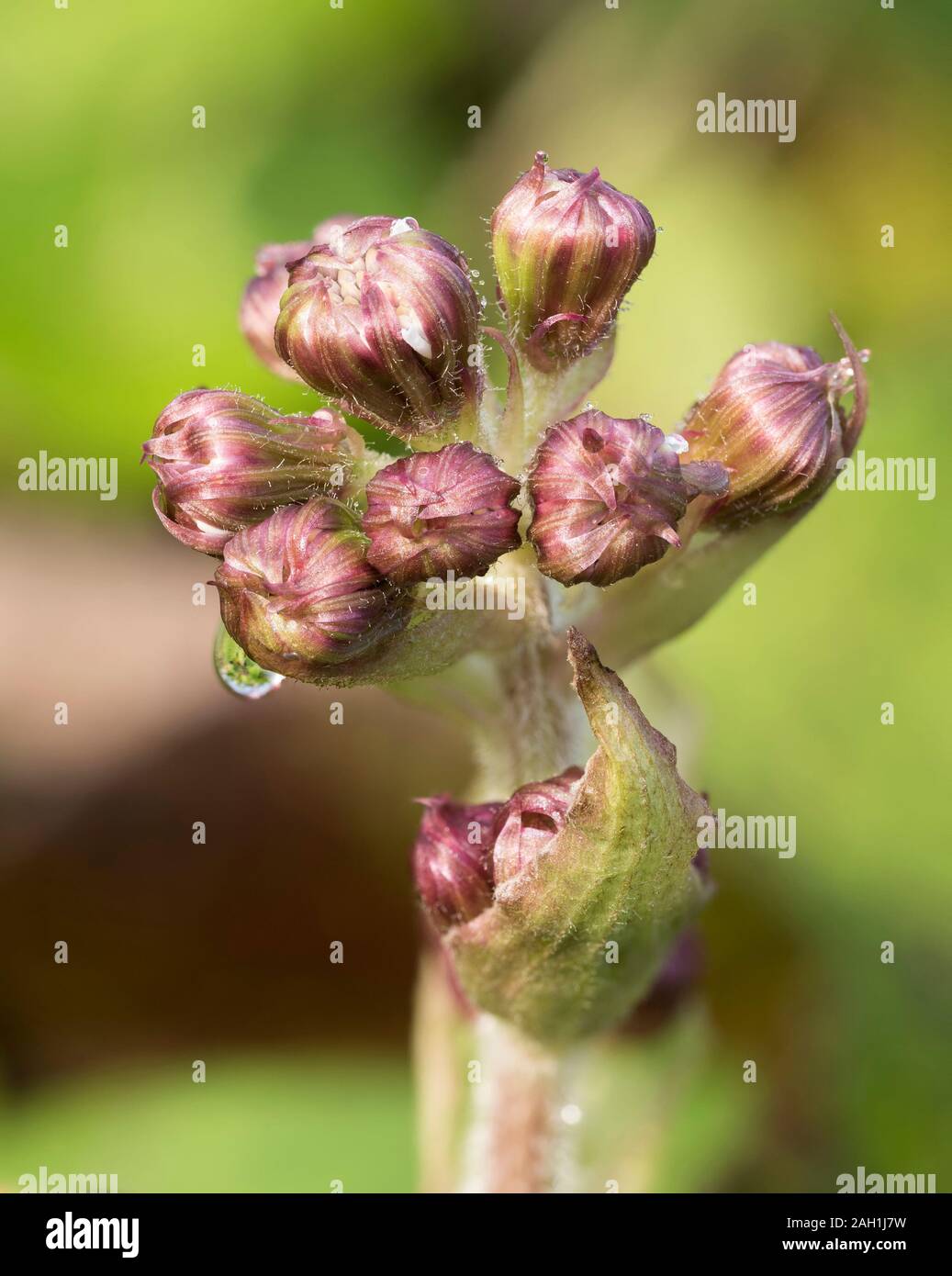 Winter Heliotrope flower buds in December. Tipperary, Ireland Stock Photo Alamy