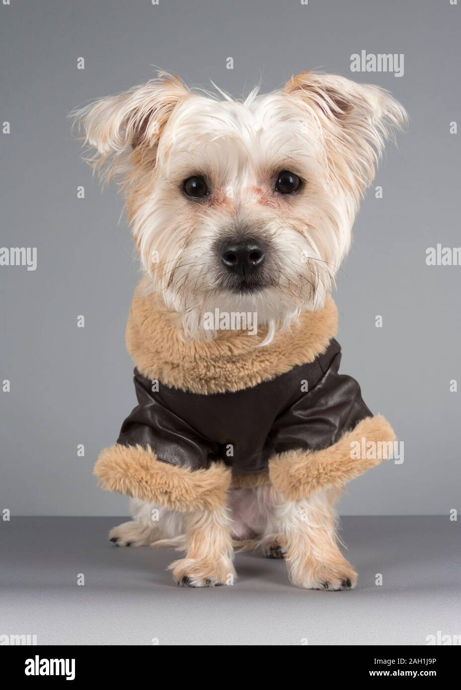 Maltese yorkshire terrier hi-res stock photography and images - Alamy