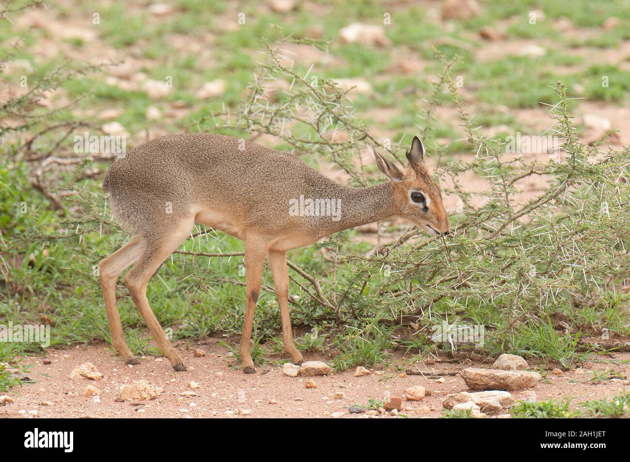 Ayollar oyogini yalagan oyoq fetshi porno fotosuratlari Dushdagi videoda qanday qilib togri jinsiy aloqa qilish kerak