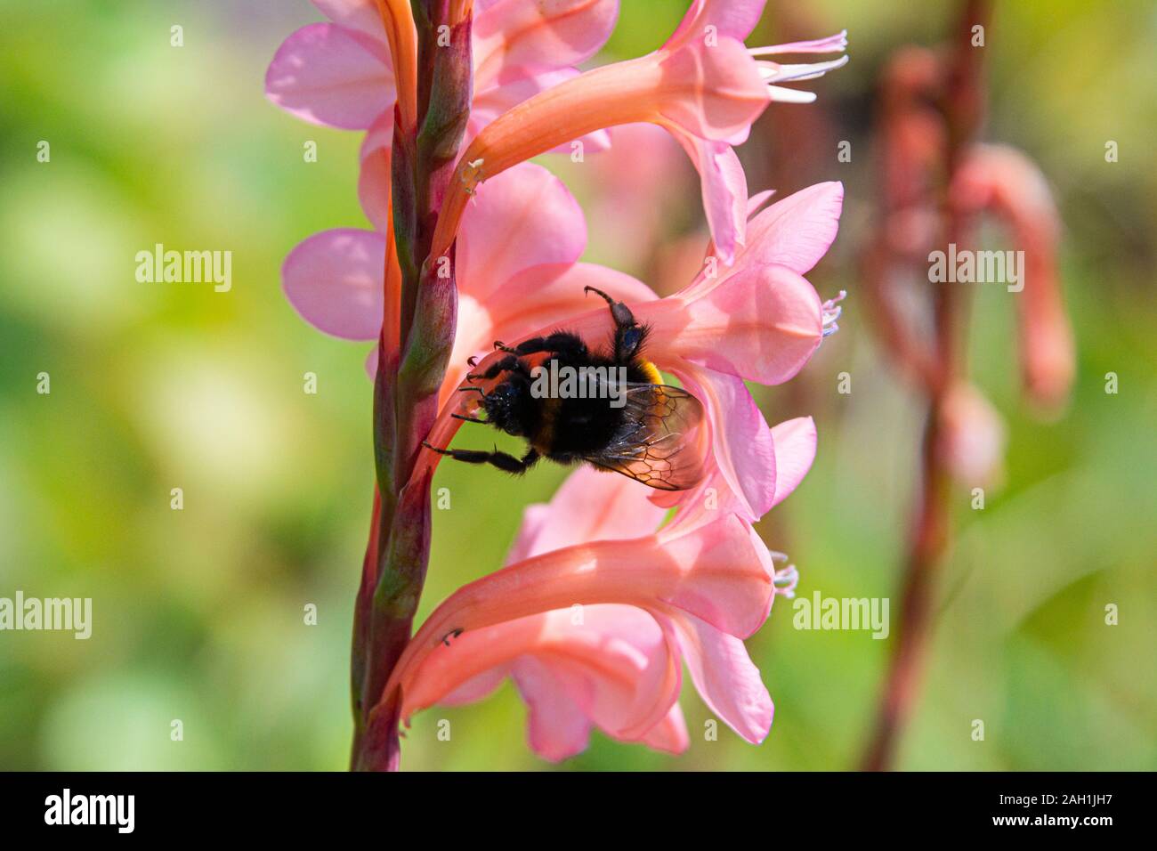 A bumble bee on the flower spike of a bugle lily (Watsonia) Stock Photo