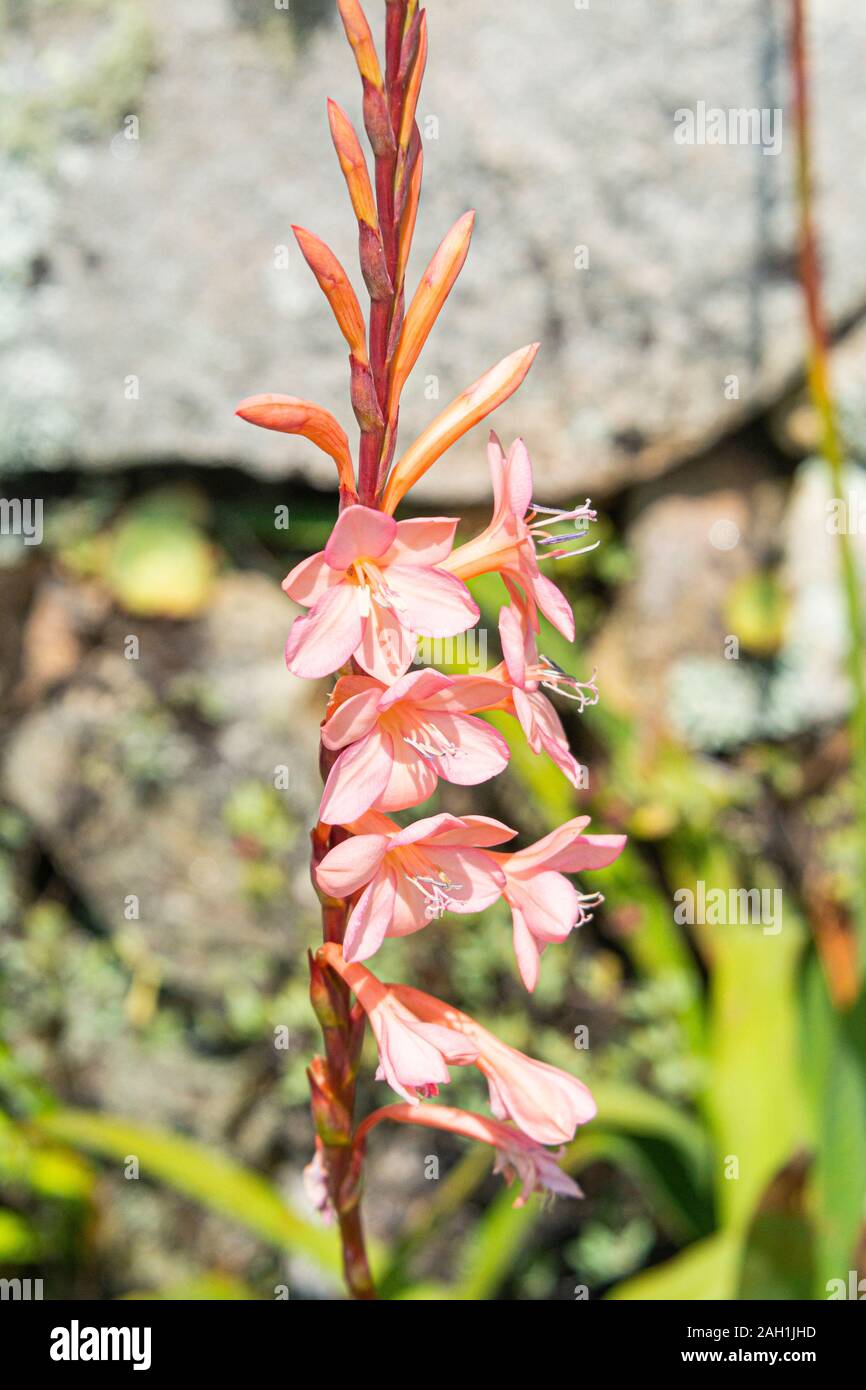 The flower spike of a bugle lily (Watsonia) Stock Photo