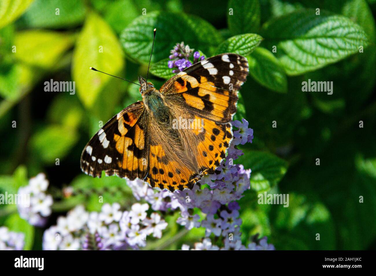 A painted lady butterfly (Vanessa cardui) Stock Photo