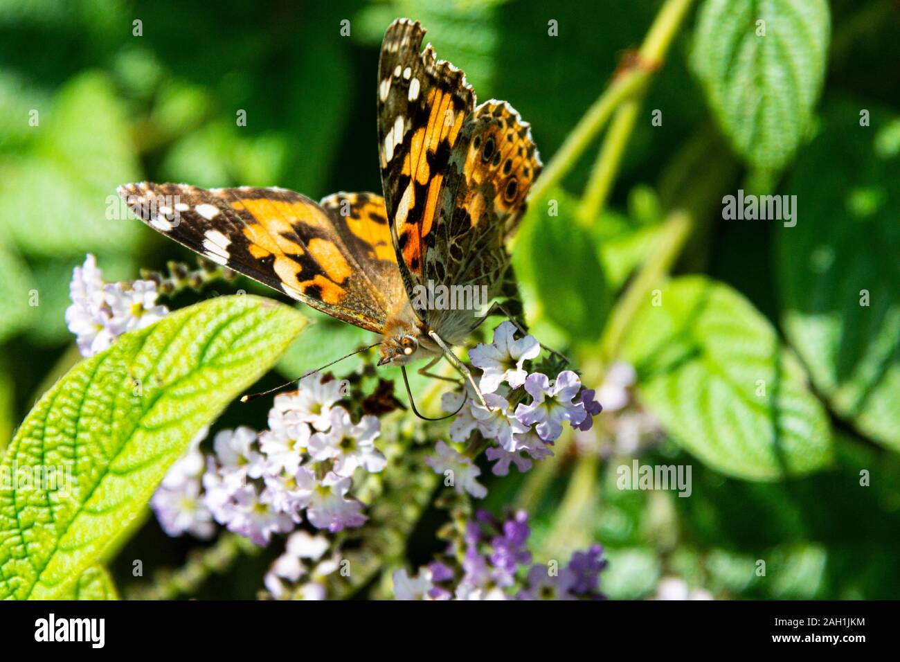 A painted lady butterfly (Vanessa cardui) Stock Photo