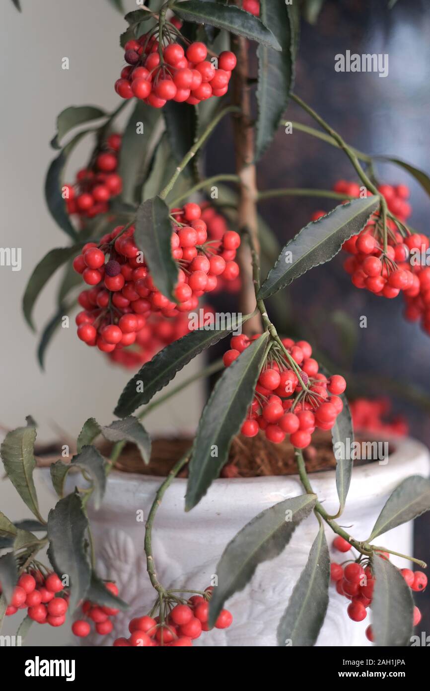 Bright coral bunches of ornamental plant of ardisia in a pot Stock Photo