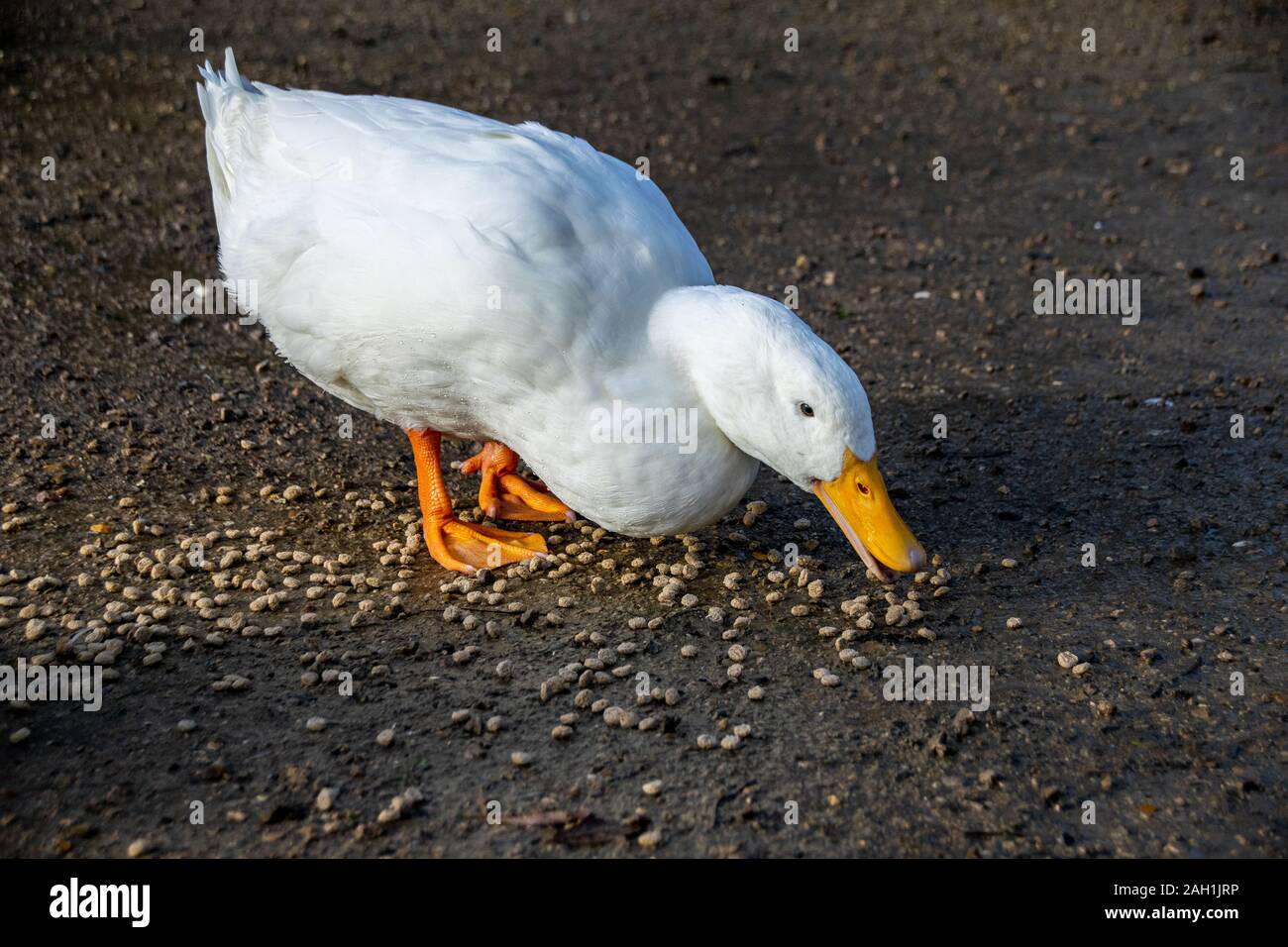 White american pekin ducks (also known as long island or aylesbury ducks) eating bird food pellets Stock Photo
