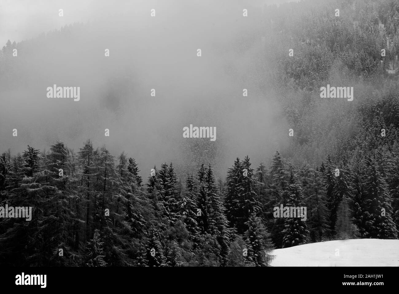 A snowy forest in the mountains with low clouds. Stock Photo
