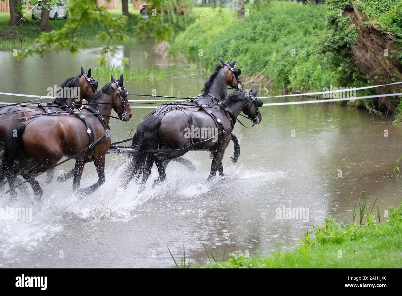 Four horses to the water obstacle in the royal race in England