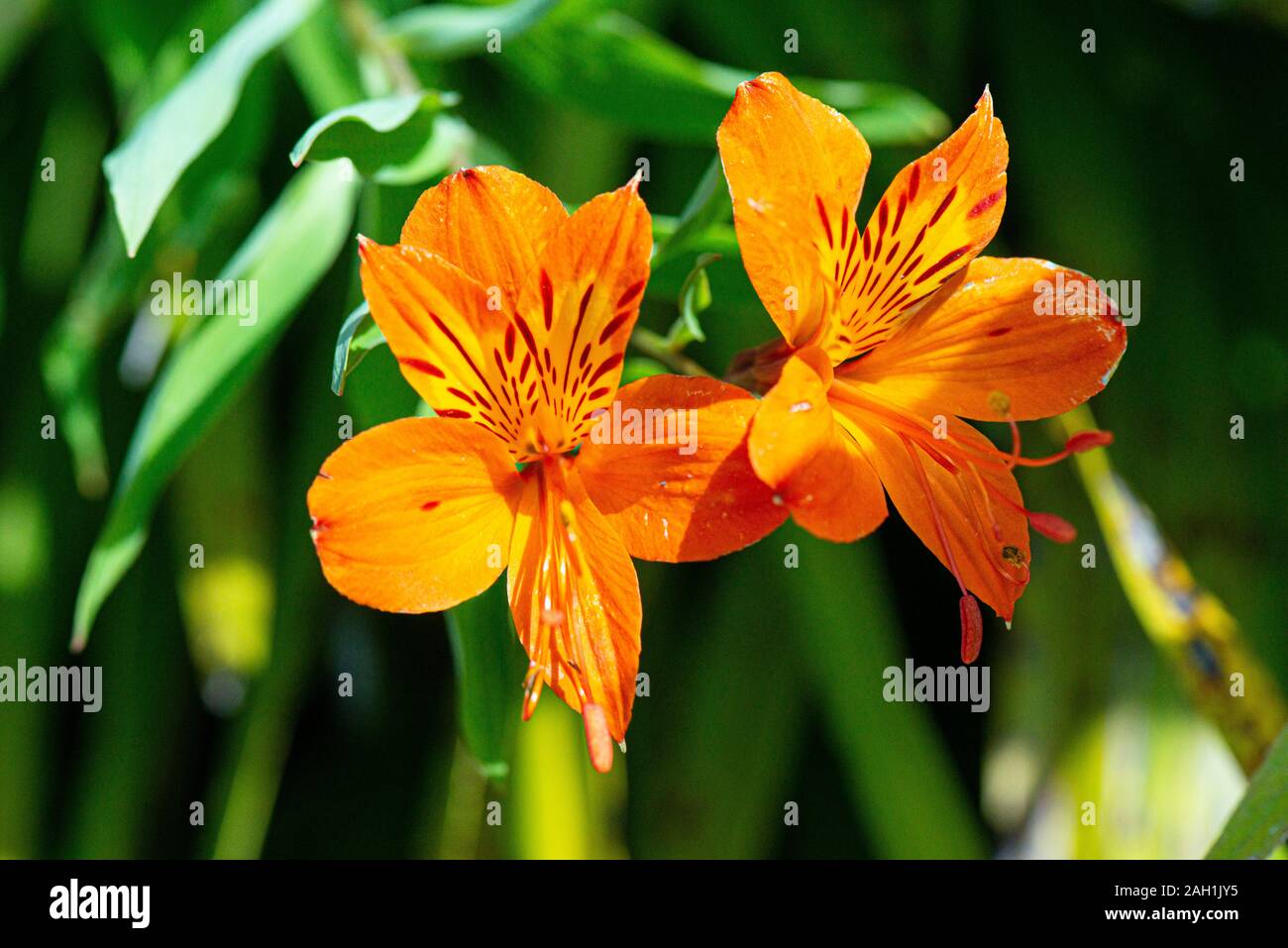 Orange Alstroemeria flowers Stock Photo