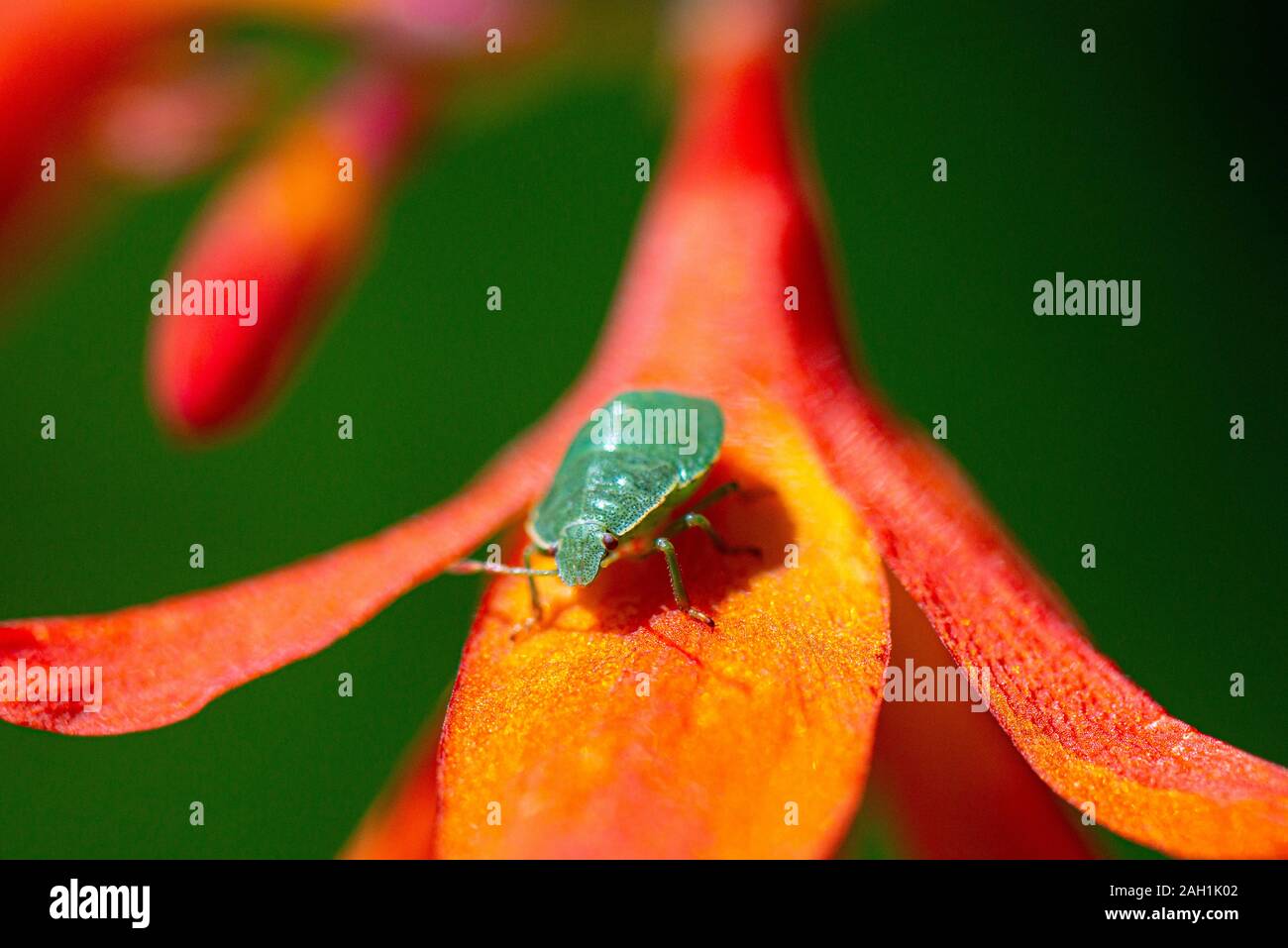 A green shield bug 4th instar nymph (Palomena prasina) on the orange flower of a crocosmia Stock Photo
