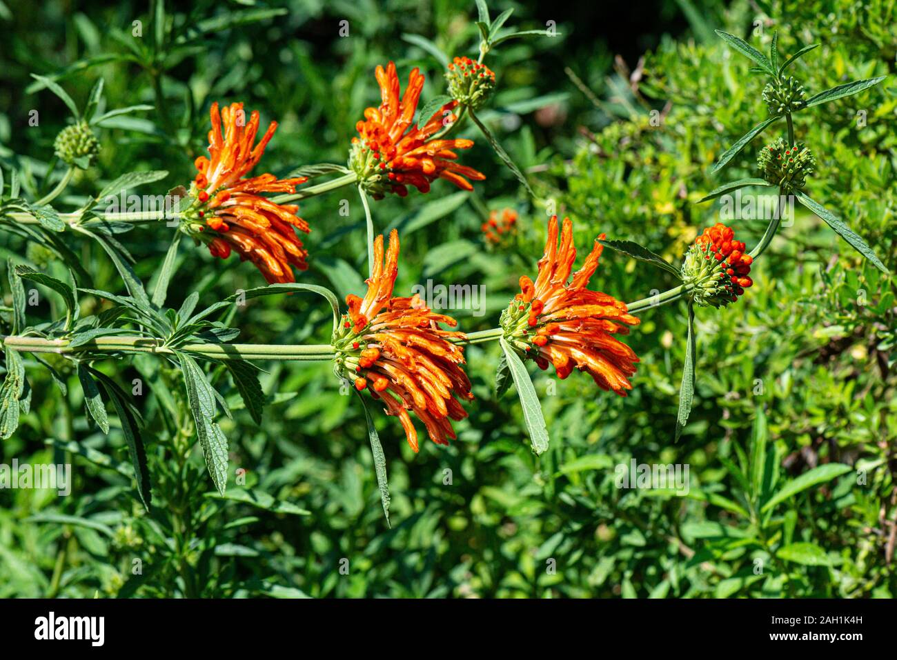 The orange flowers of a lion's tail (Leonotis leonurus) Stock Photo
