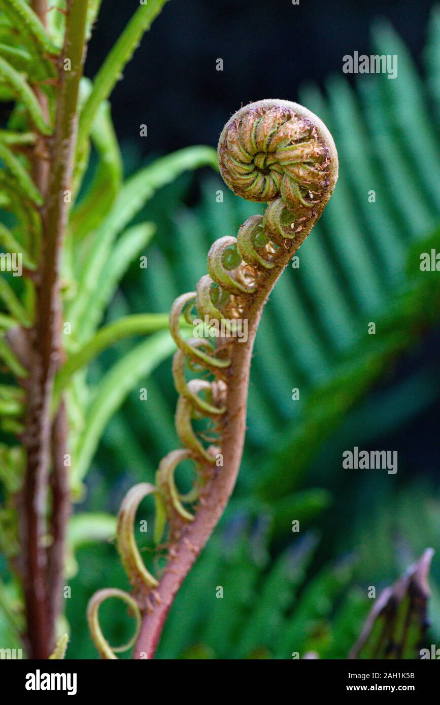 Tracheophytes Fern High Resolution Stock Photography and Images - Alamy