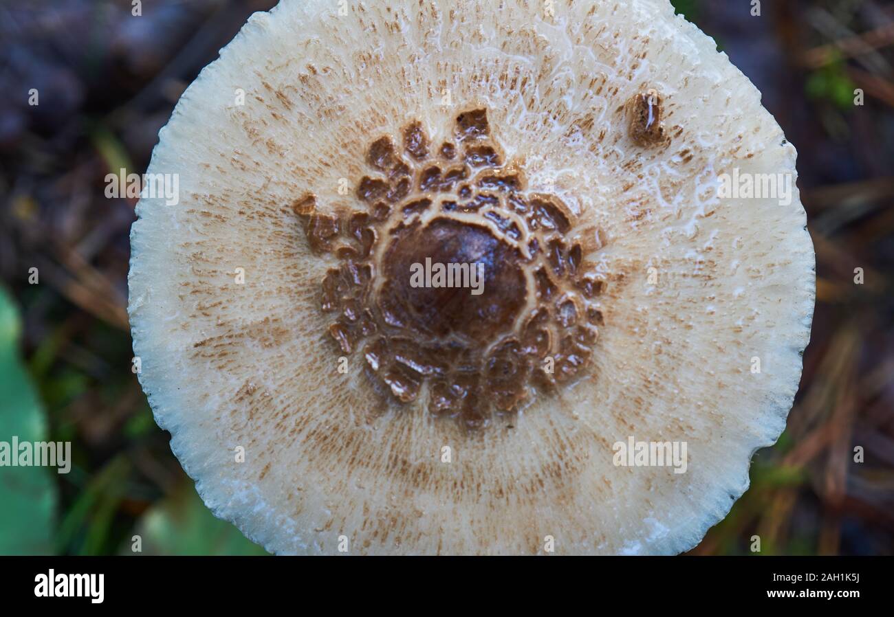 Scaly hat of a light grey mushroom with 