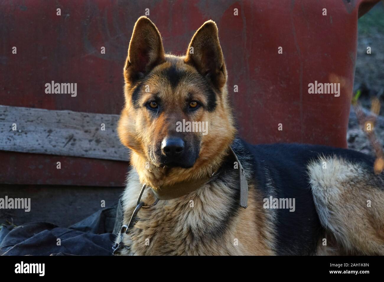 Page 3 - Brown Sheepdog High Resolution Stock Photography and Images - Alamy
