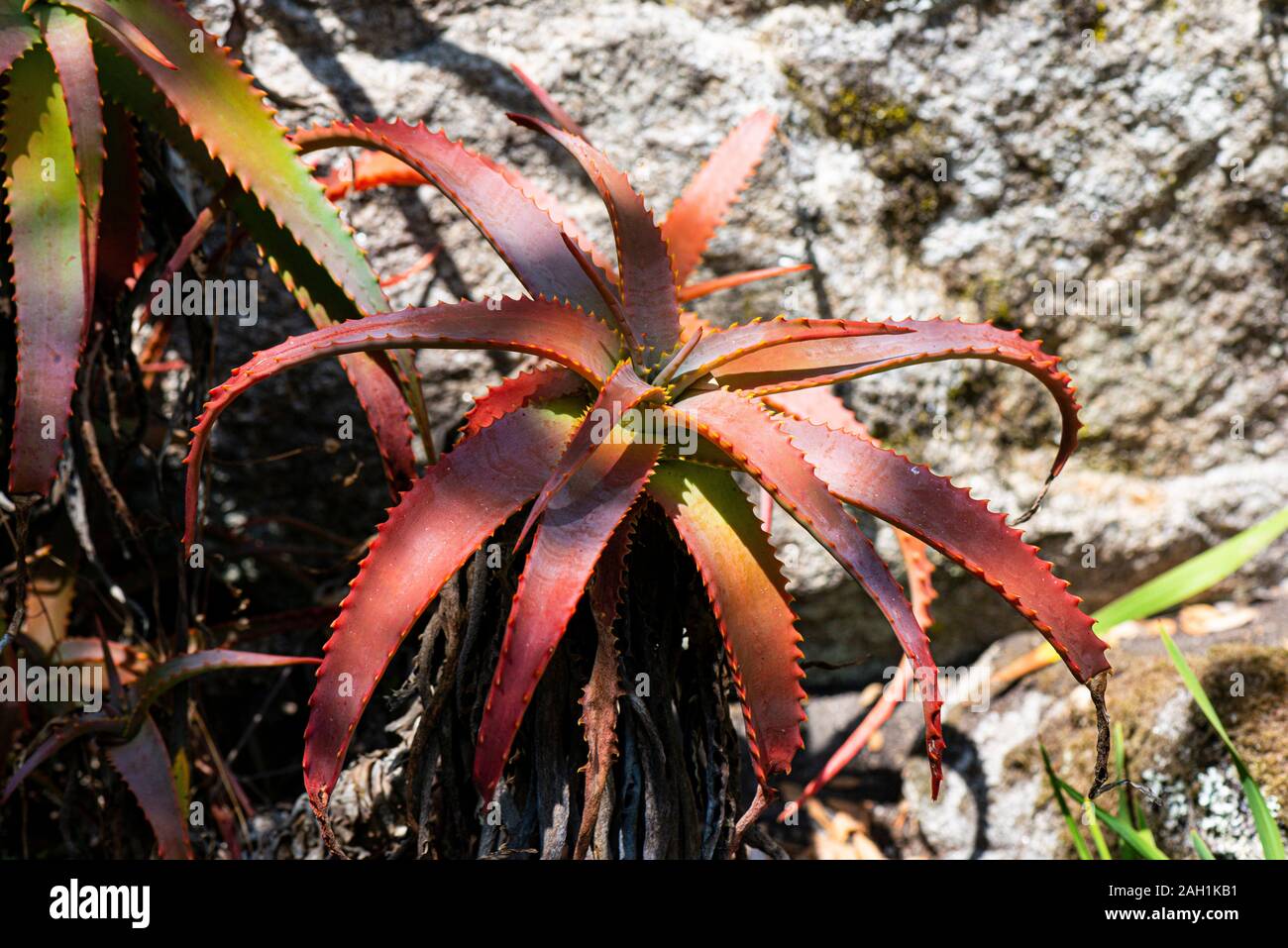 A candelabra aloe (Aloe arborescens Stock Photo Alamy