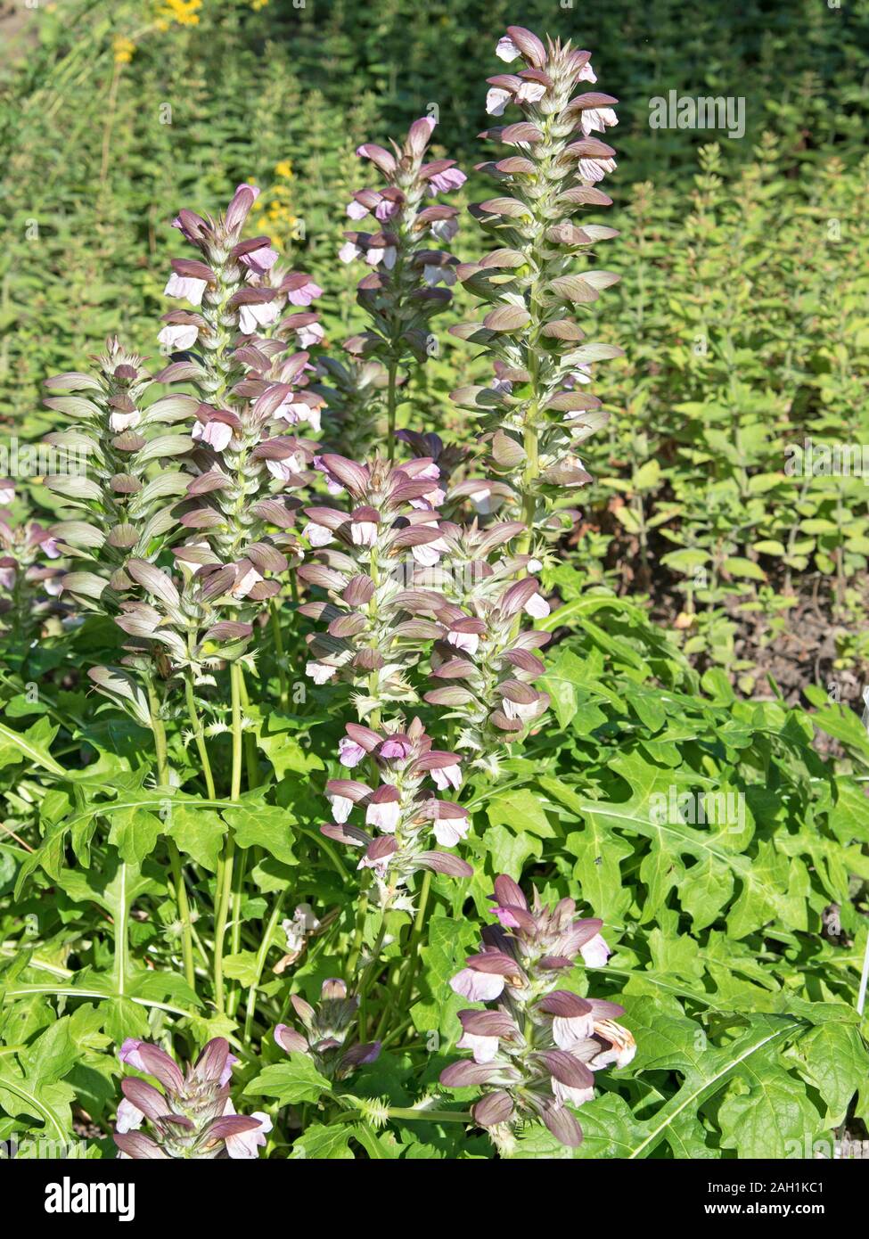 Acanthus flower hires stock photography and images Alamy