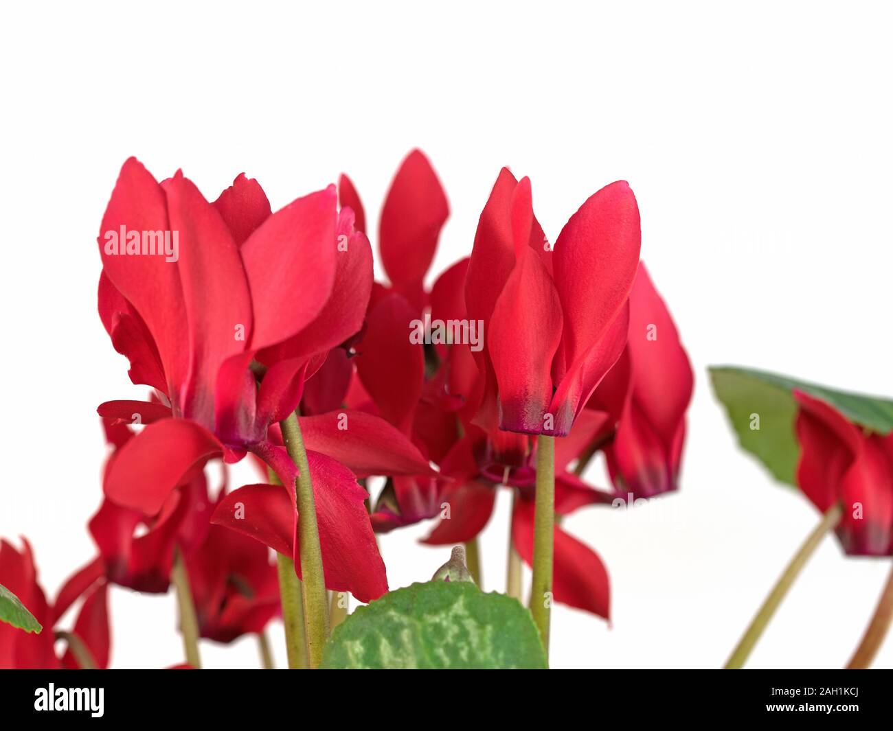 Blossoming cyclamen against a white background Stock Photo