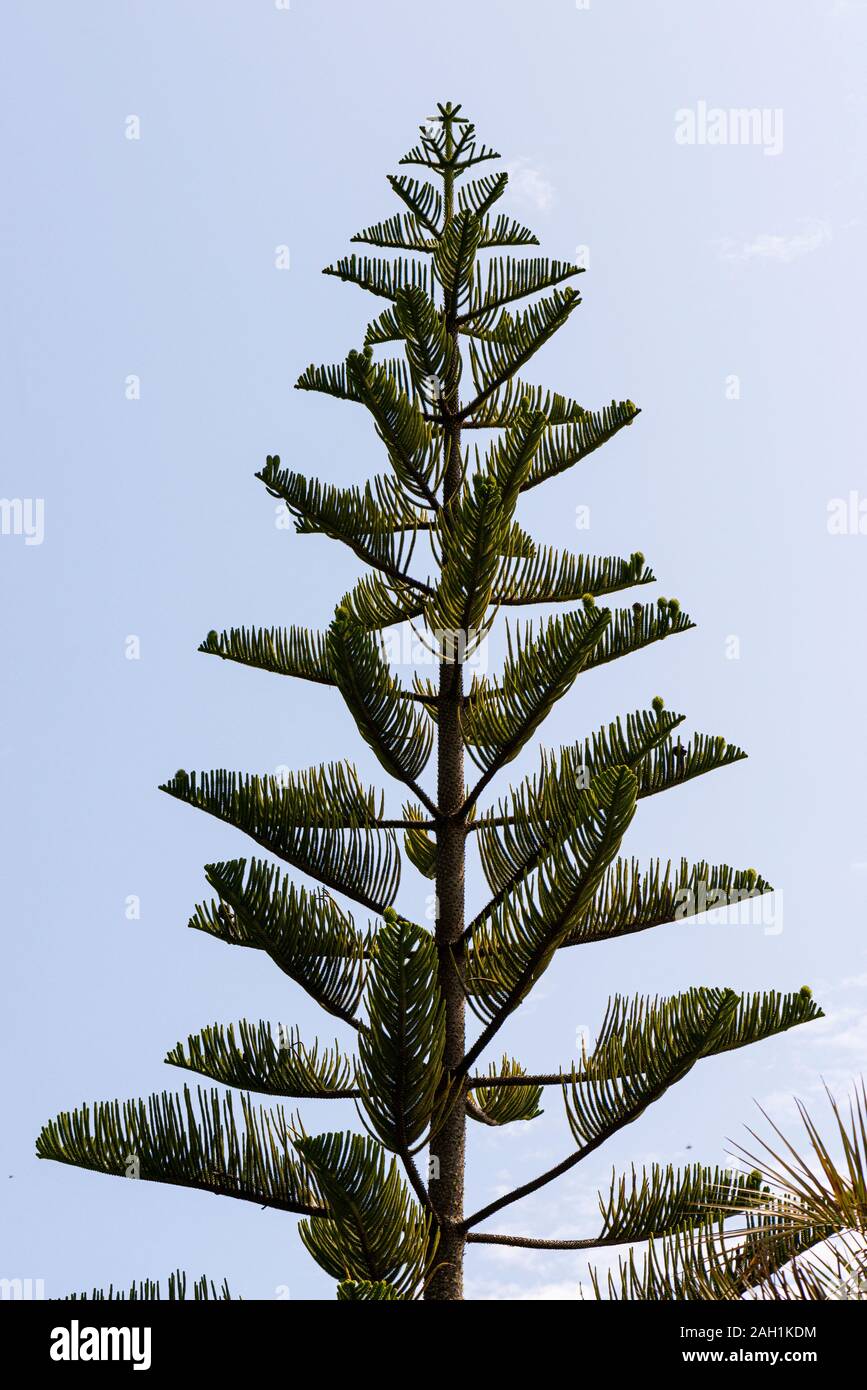 Norfolk Island Pine Tree High Resolution Stock Photography And Images Alamy